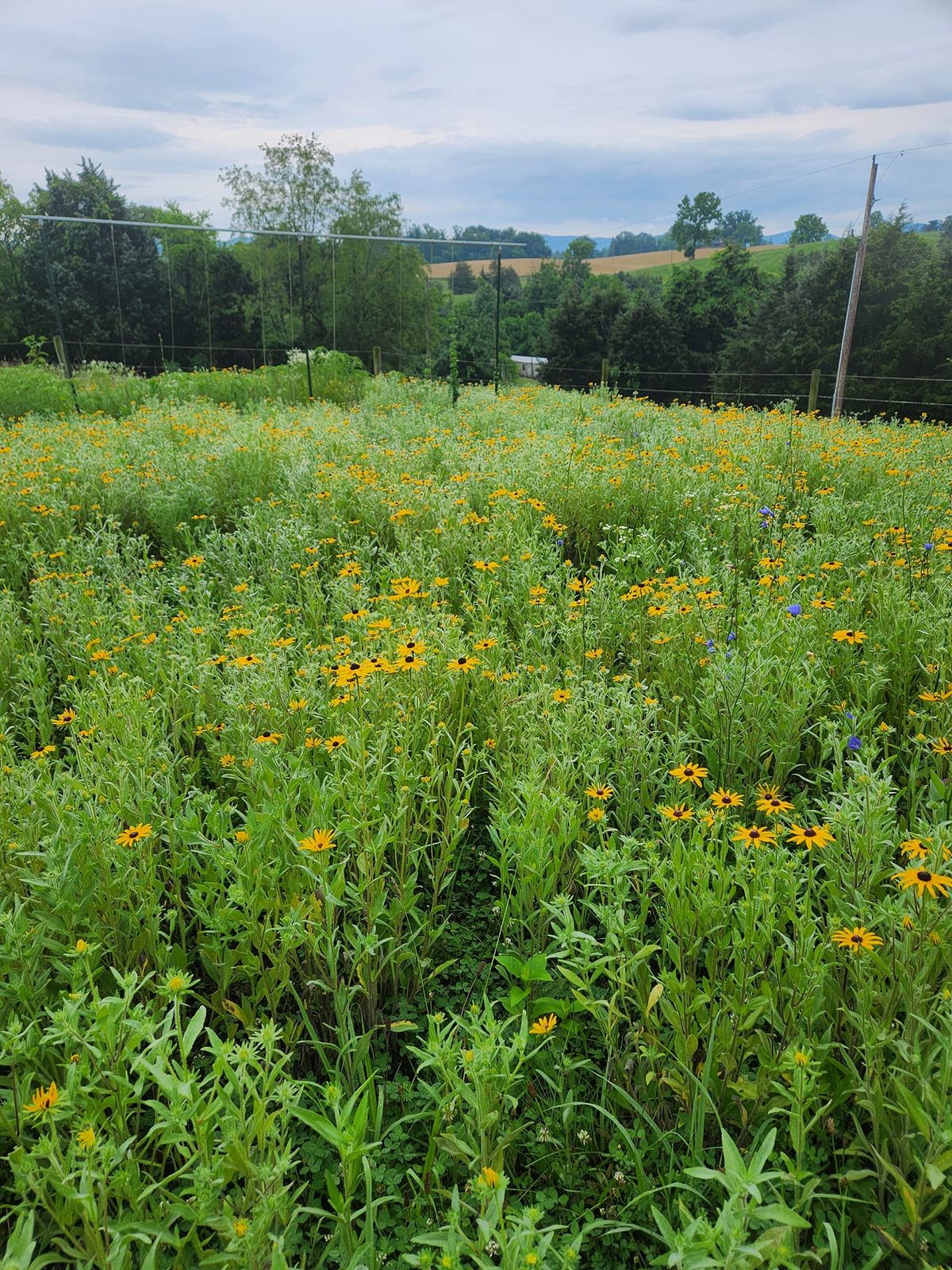 Beaver Dam Bees at the SW Virginia Honey festival ??