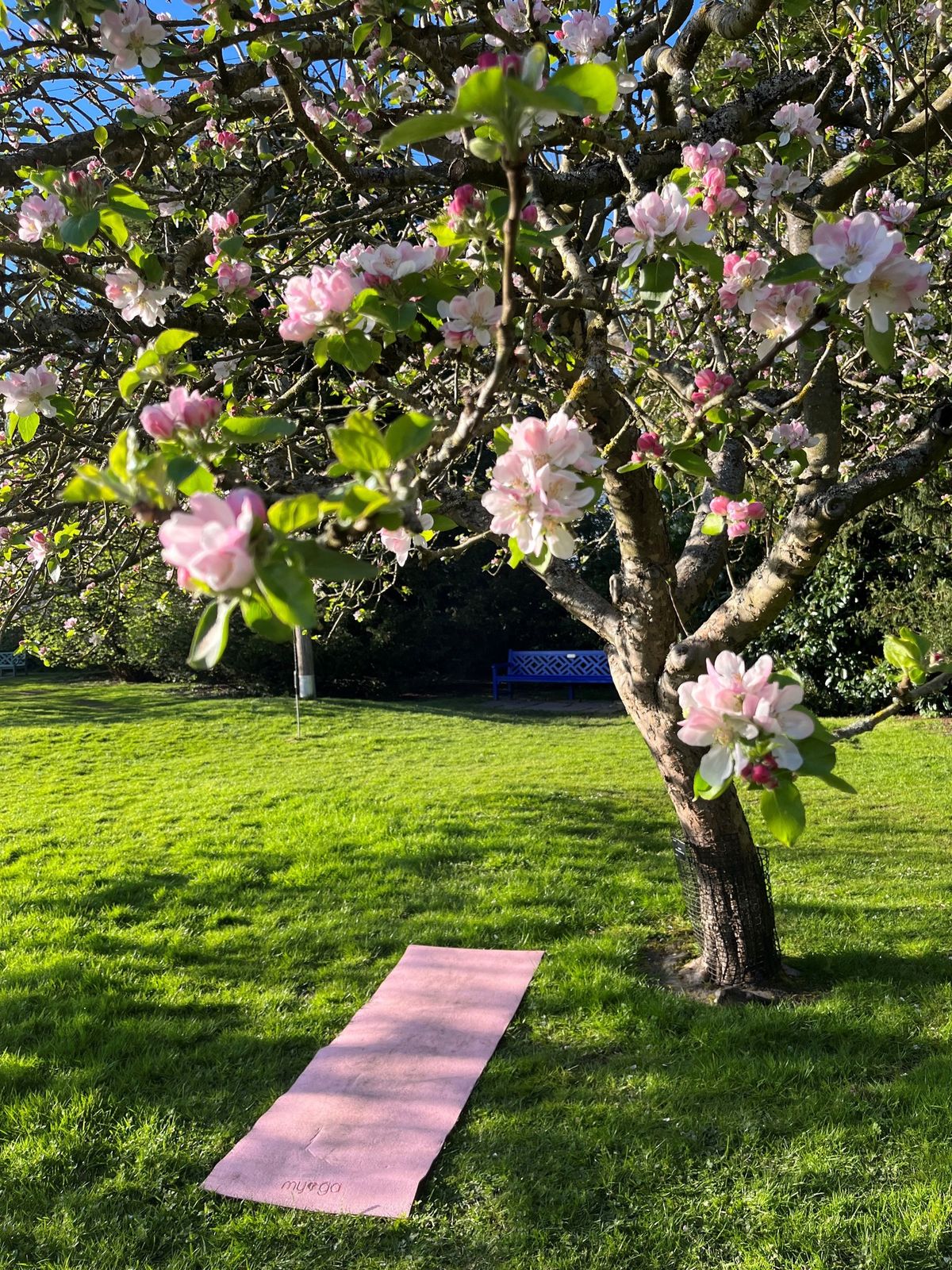 Blossom Yoga