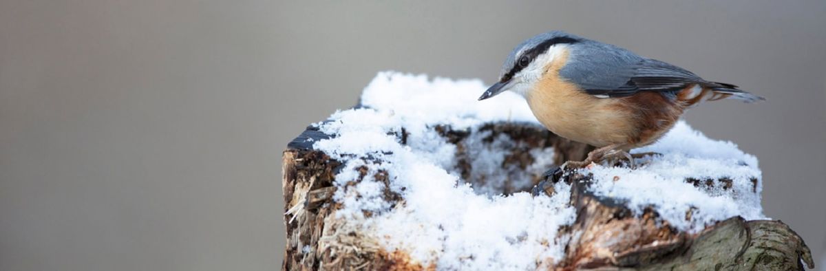 Winter Wings guided walk