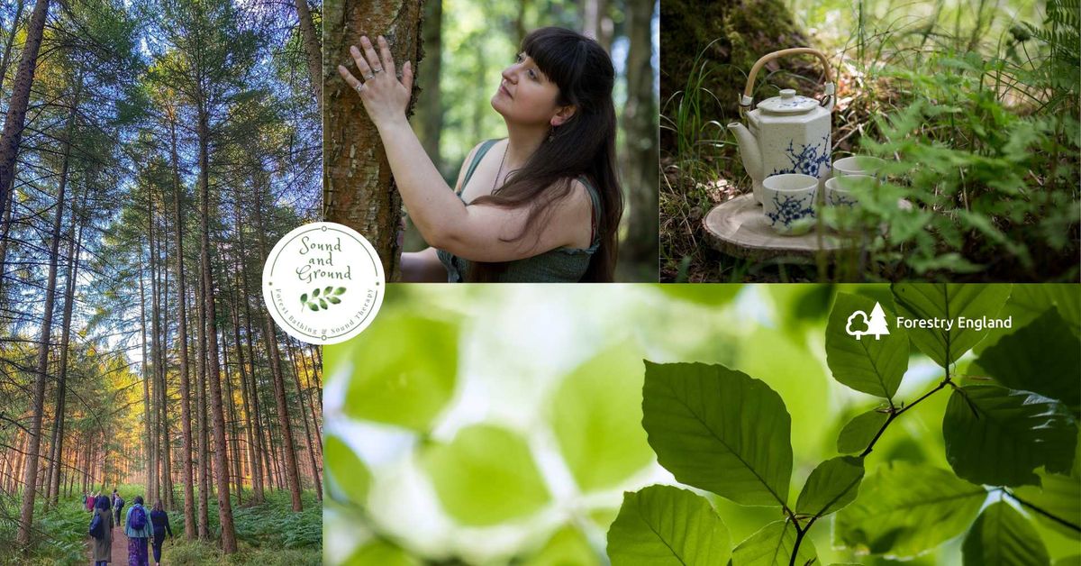 Forest bathing at High Lodge, Thetford Forest