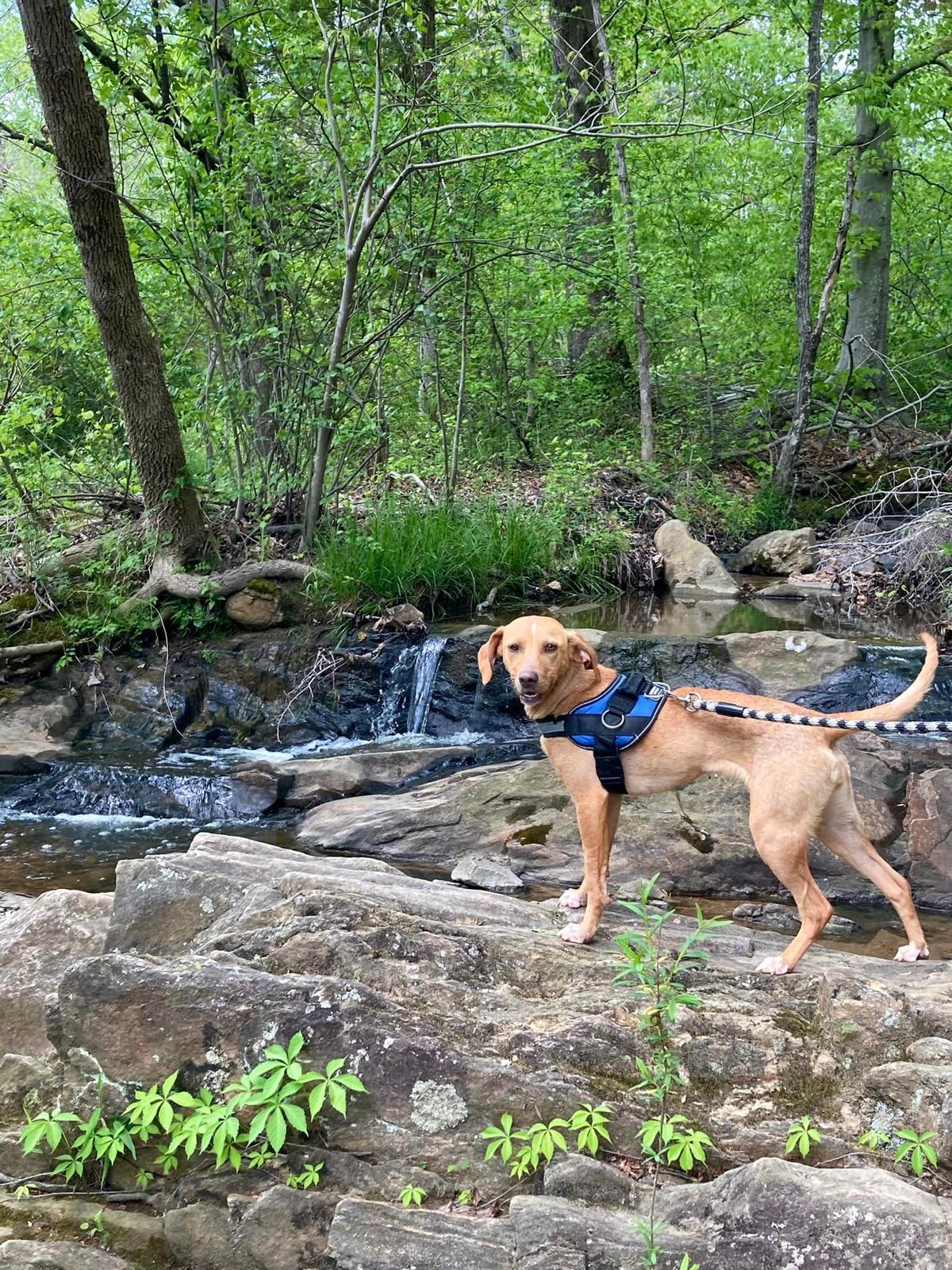 Sunday Volunteer Hike