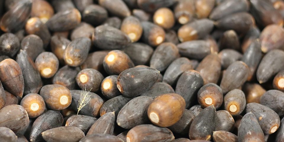 Processed Acorns Acorn Processing Class, 3626 Railroad Avenue,Redding,96001,US, 25 ...