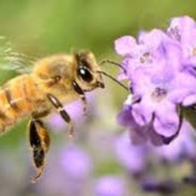 Beekeepers of ABCI