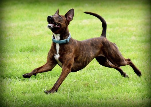 k9 frisbee toss and fetch