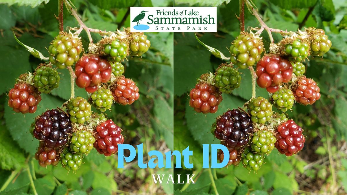 Plant ID Walk