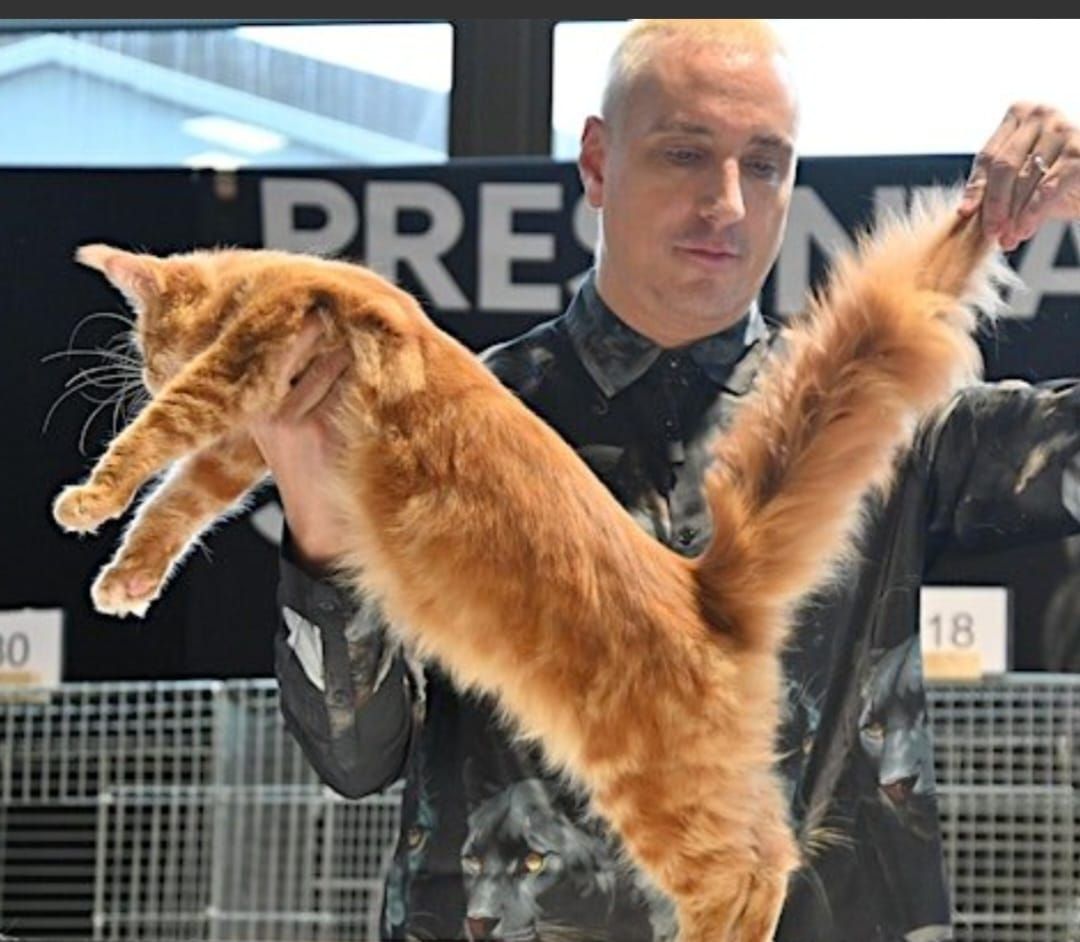 Oldham Cats Rescue at Liverpool Catstravaganza Show