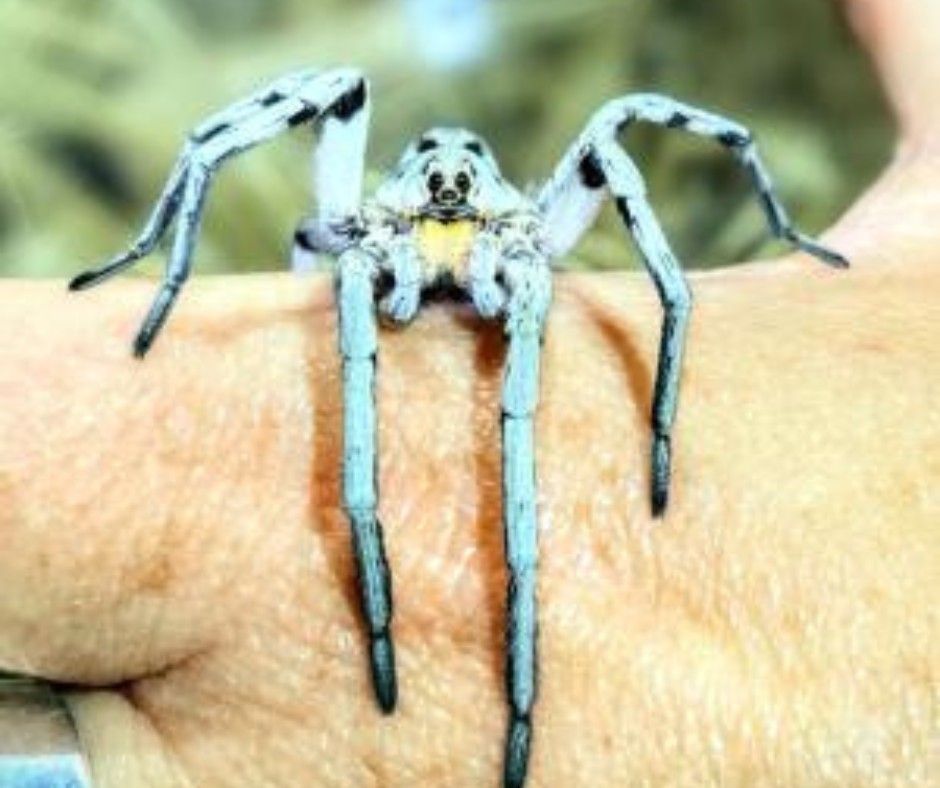 Spiffy Spiders with Entomologist, Marian Kirst