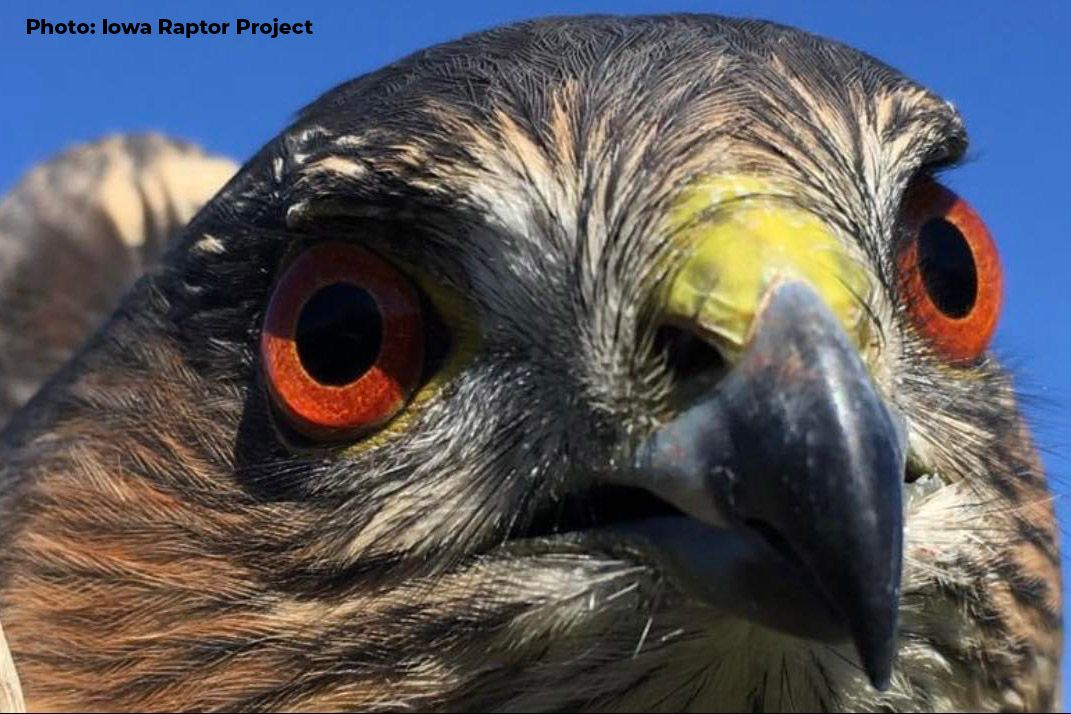 Iowa City, IA - Iowa Raptor Project & DIY Pinecone Bird Feeders