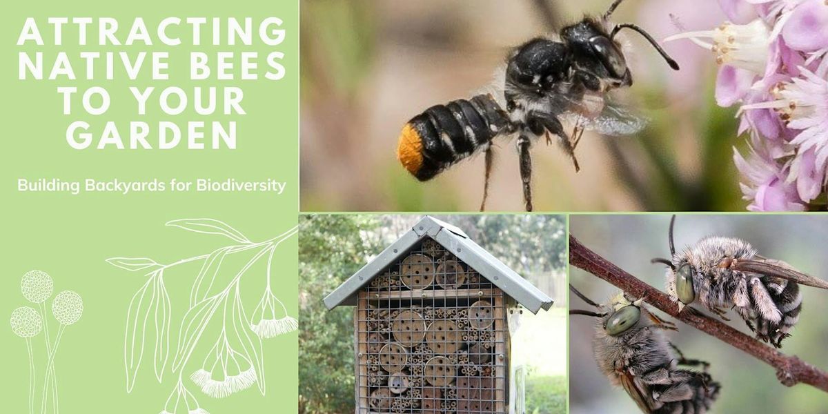 Attracting Native Bees to Your Garden -Aldinga Library