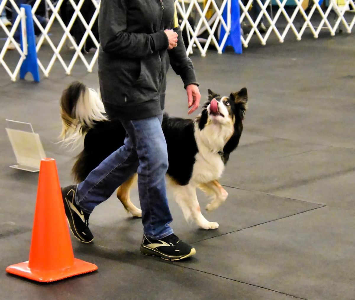 Rally Run-Thru @ K9 Obedience Training Club