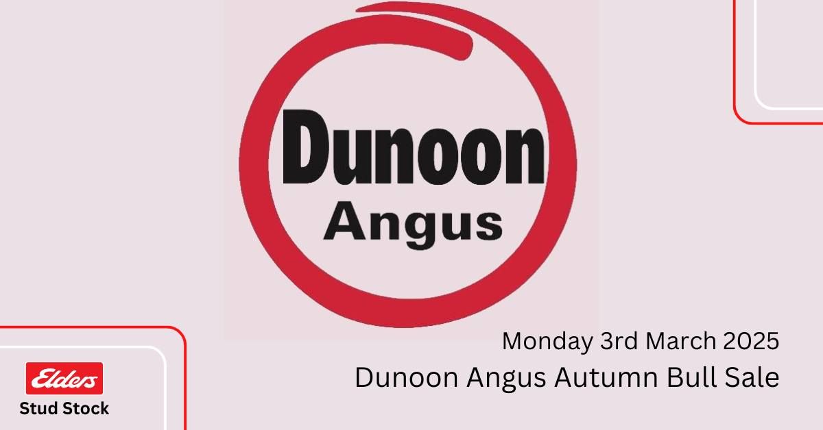 Dunoon Angus Autumn Bull Sale