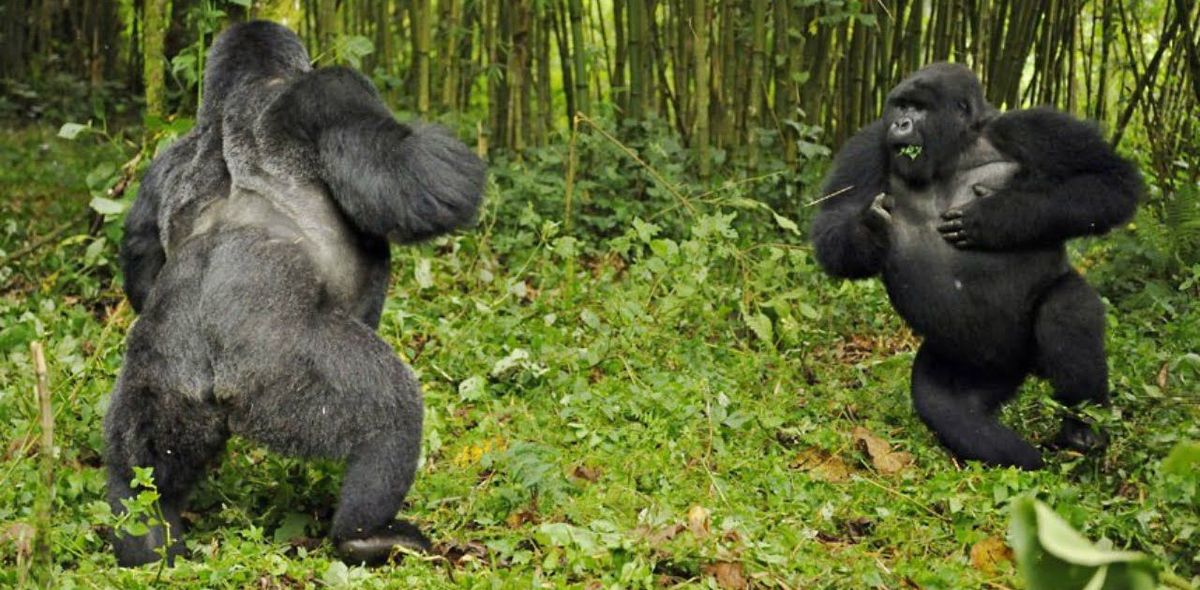 Silverbacks