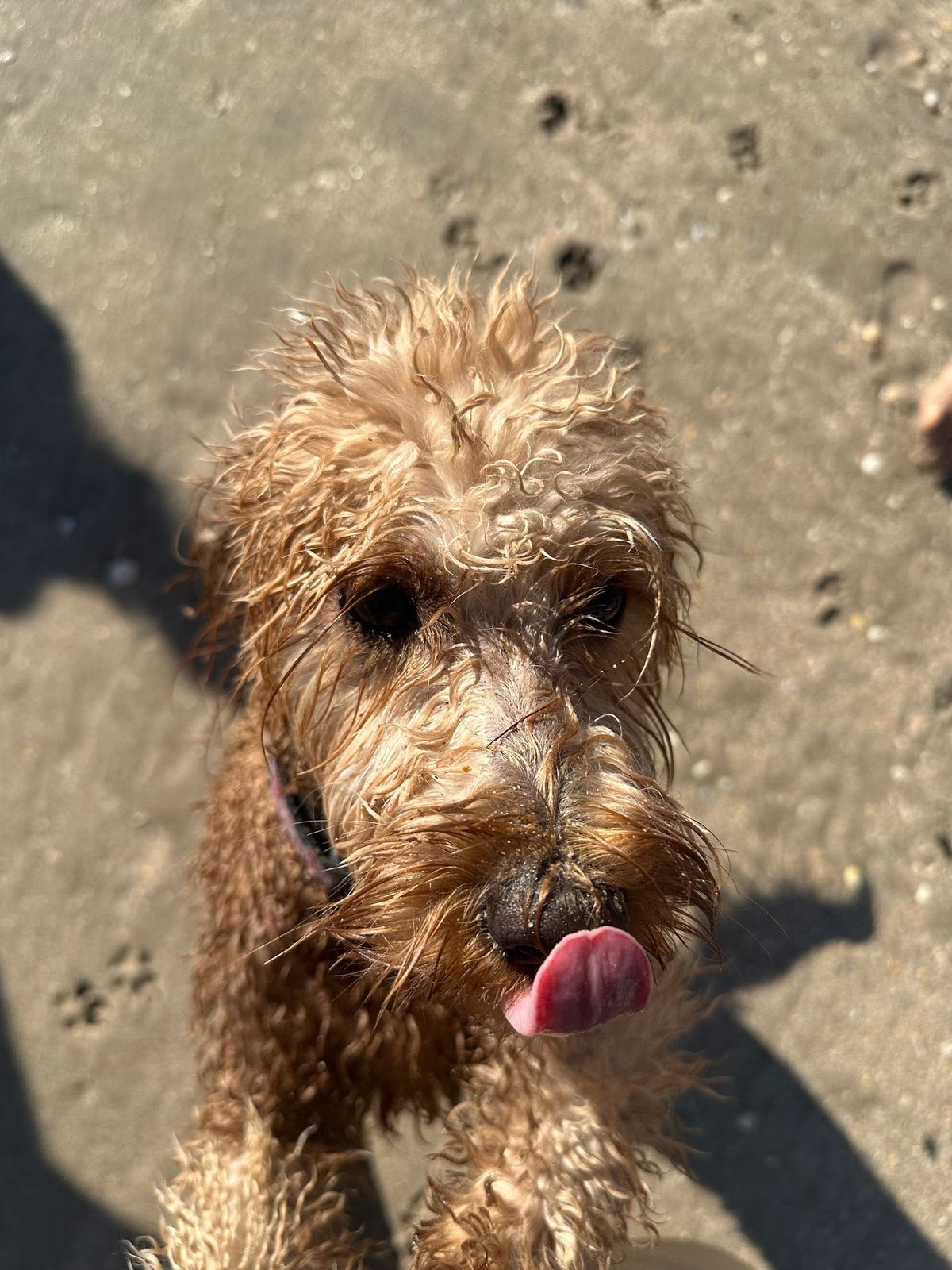 Oceanfront Bark