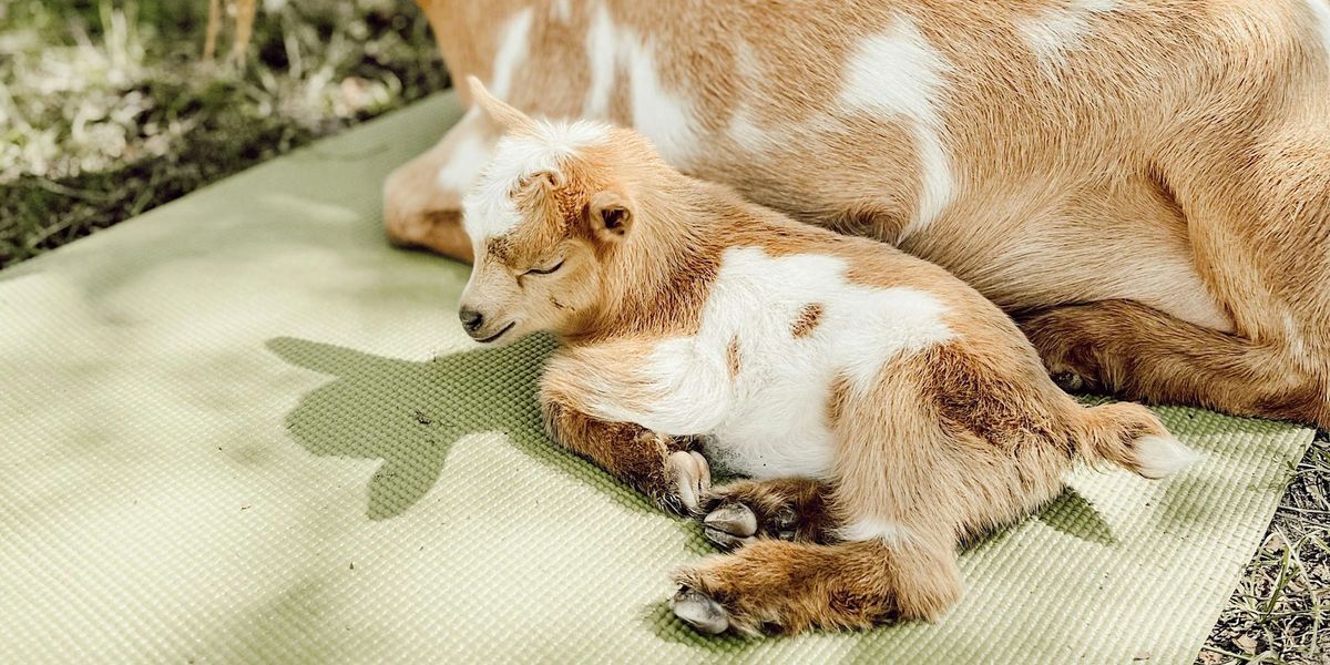 Toddler Goat Yoga