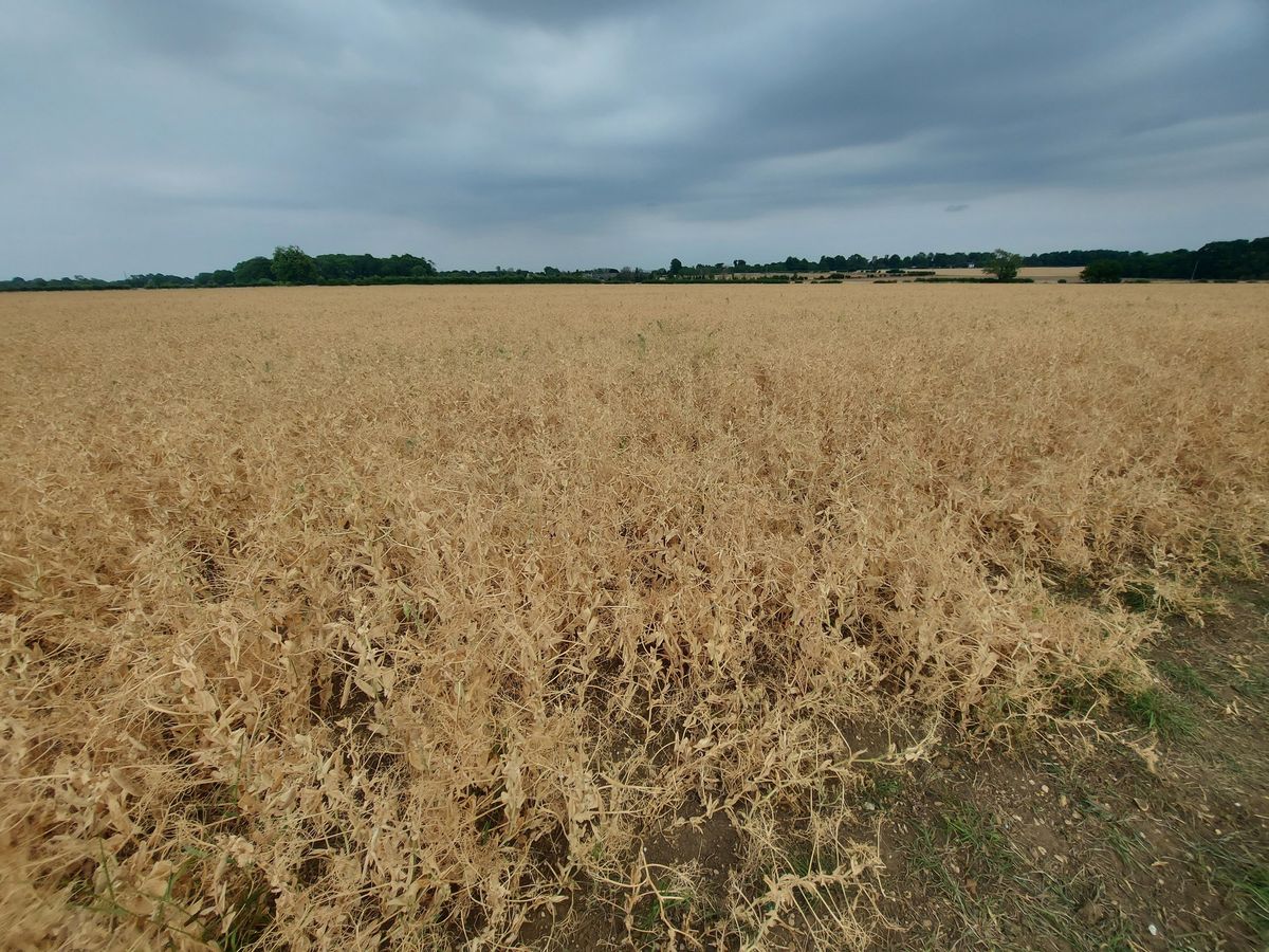 Ufford Harvest Festival