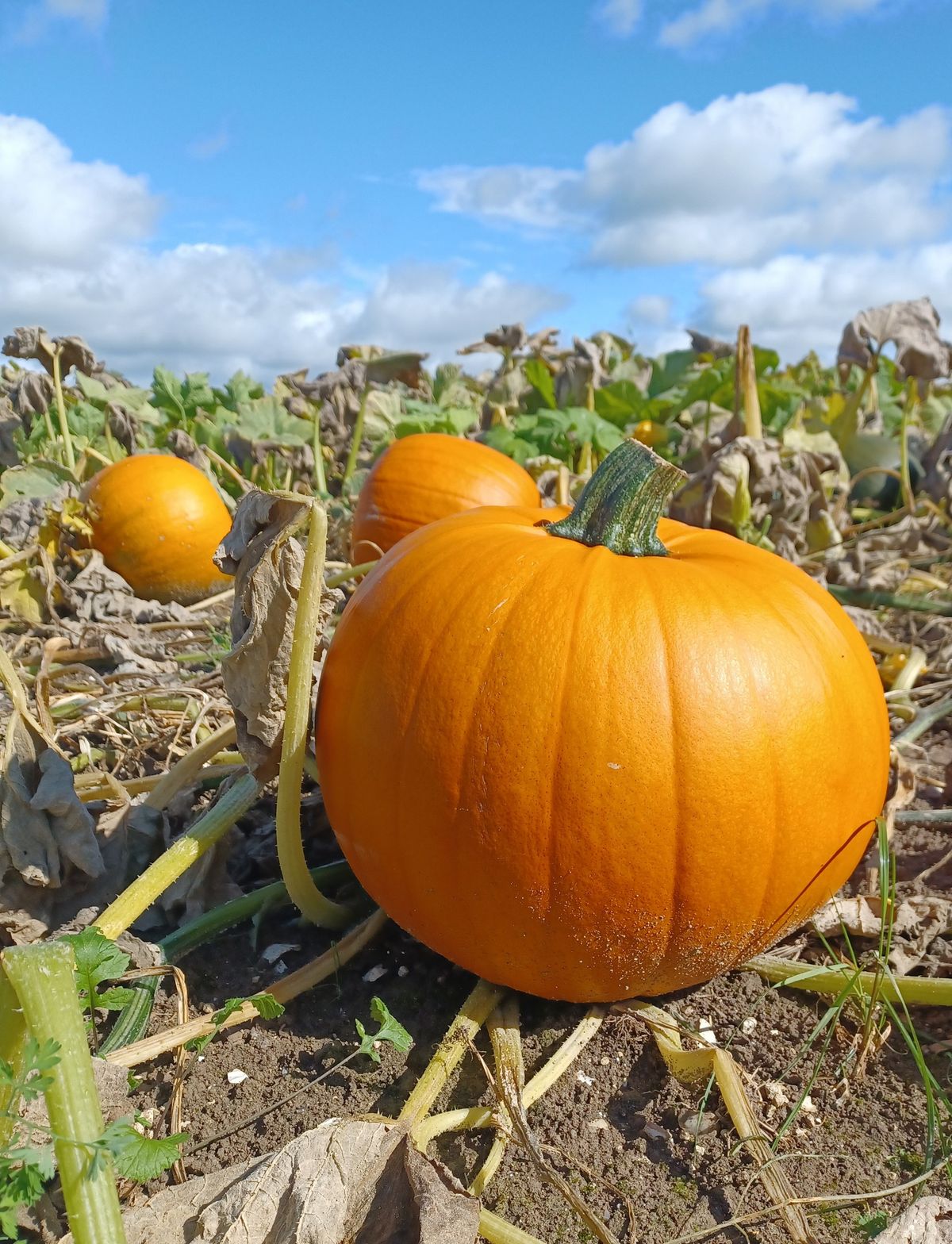 PYO Pumpkins, Nr Bulford