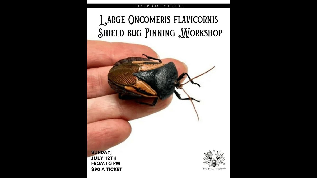 Large Oncomeris Flavicornis Shield Bug Pinning Workshop