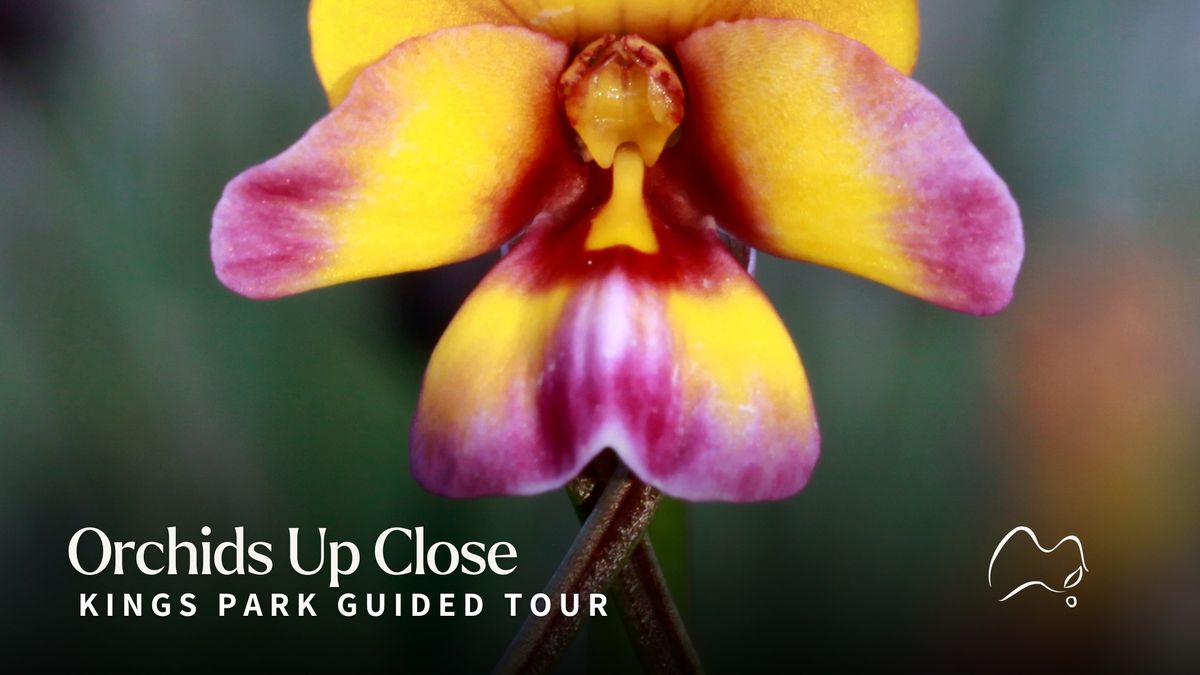 Hidden Secrets of Kings Park | Orchids up Close