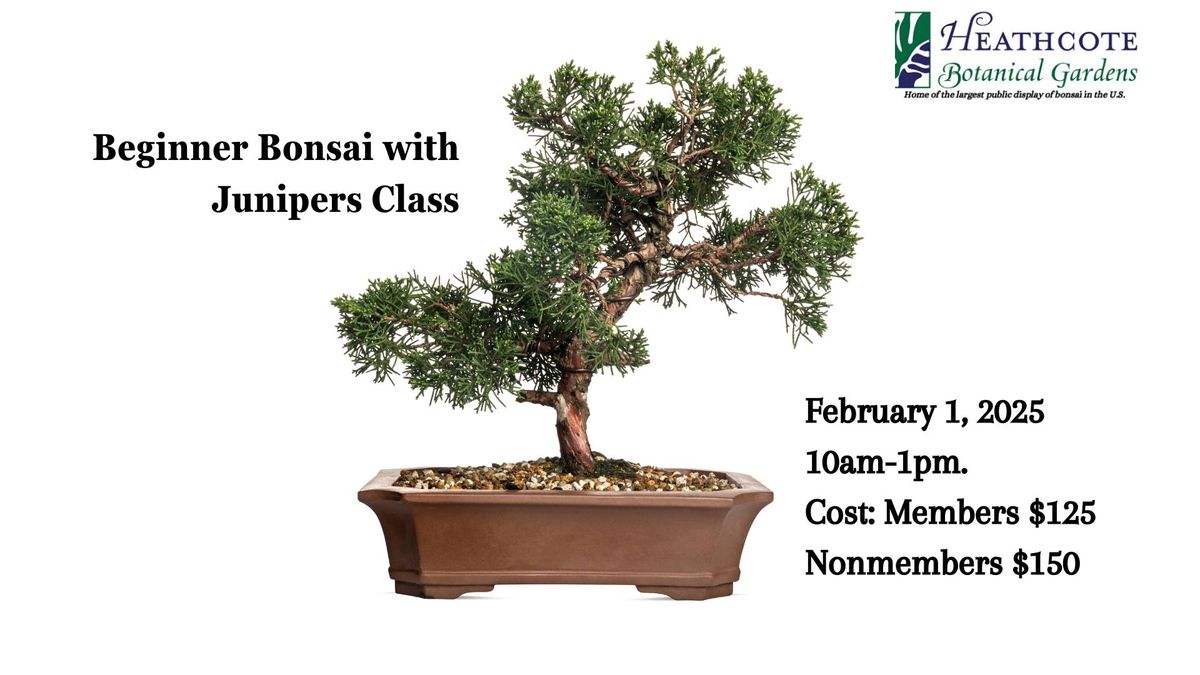 Beginner Bonsai with Junipers