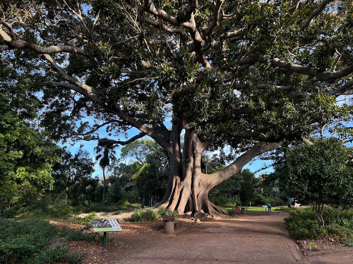 Inside the Arderne Gardens