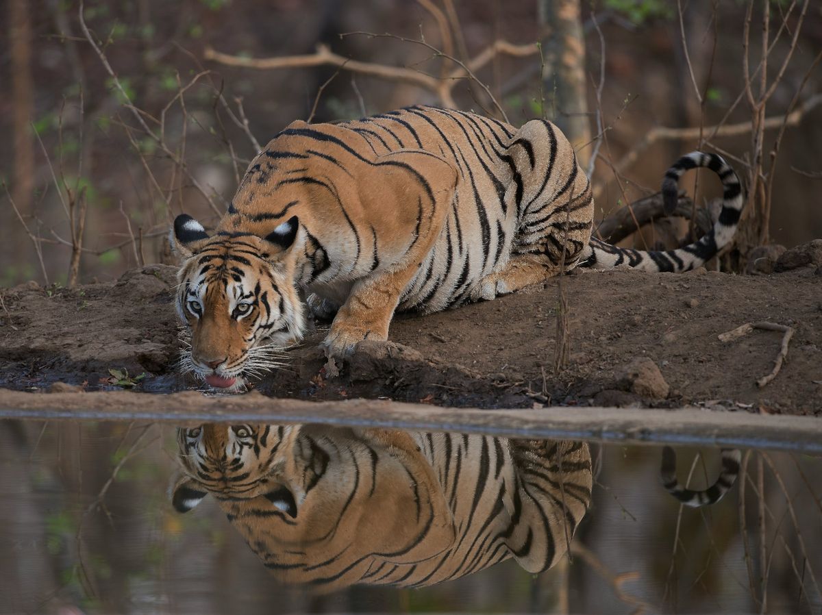 Nagpur and Pench Trail