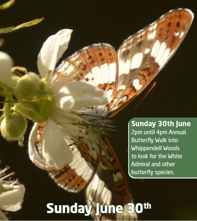 Butterfly Conservation - Butterfly walk in June