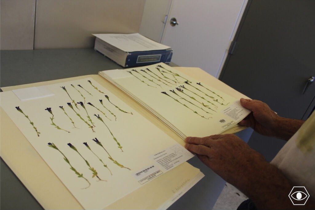 Herbarium Specimen Mounting Party