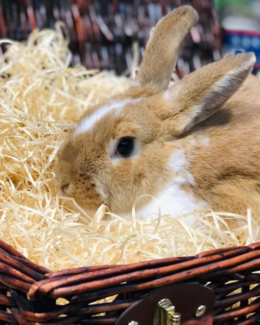 Bunny Bash & Bonnets at Whilton Locks Garden Village