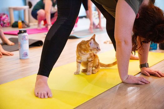 Yoga with Cats and the sounds of singing bowls!! What a wonderful relaxing way to end your Monday!!
