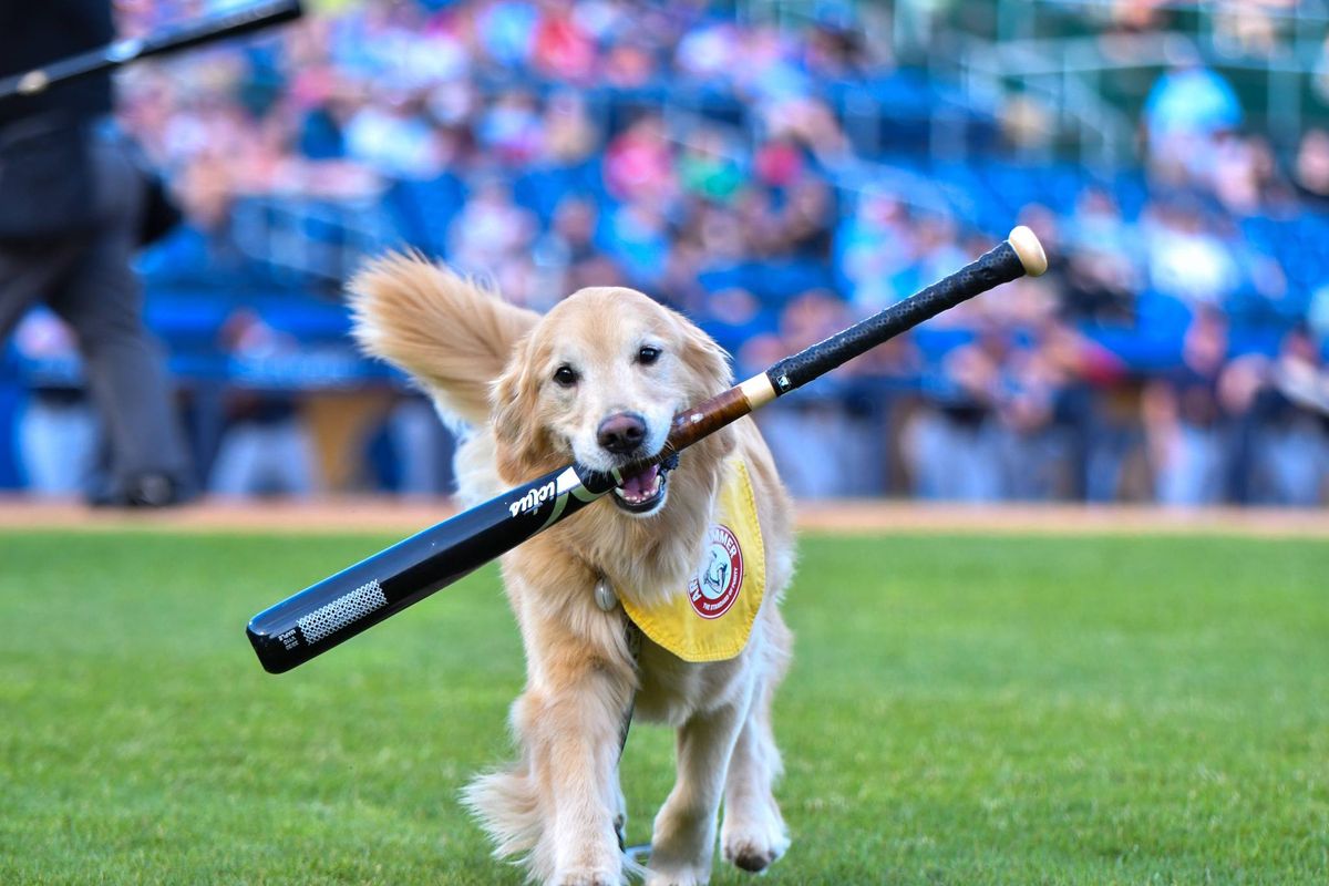 Dog Bowl Giveaway + Trenton Goldens Debut!