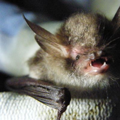 BatAbility Courses & Tuition