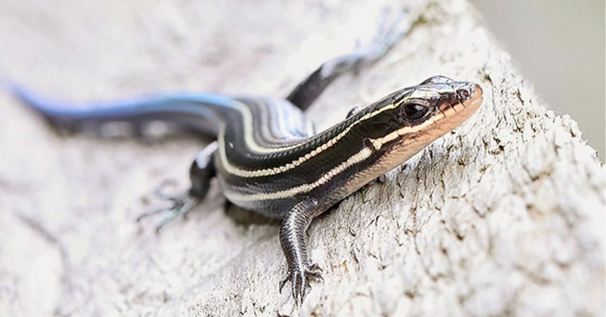 Herpetology Series: Leaping Lizards & Salamanders