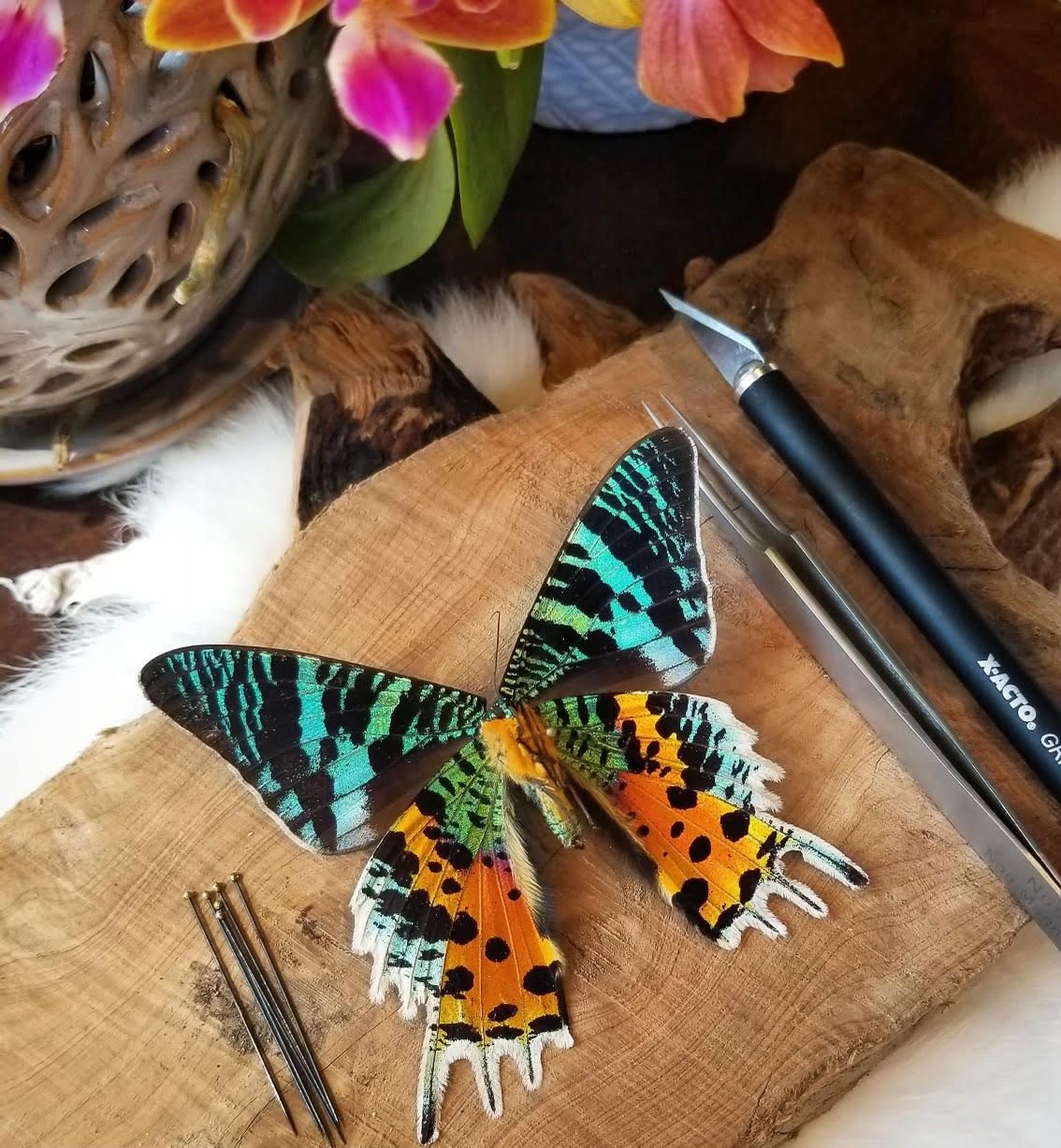 {IN PERSON} LEPIDOPTERA: THE MYSTICAL BEAUTY OF MOTHS & BUTTERFLIES
