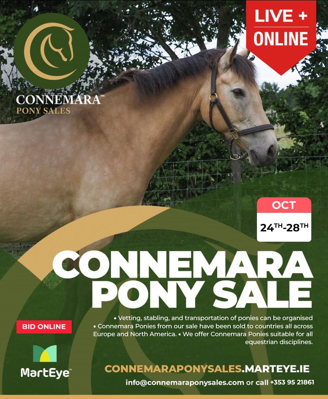 Connemara Pony Sales October Sale