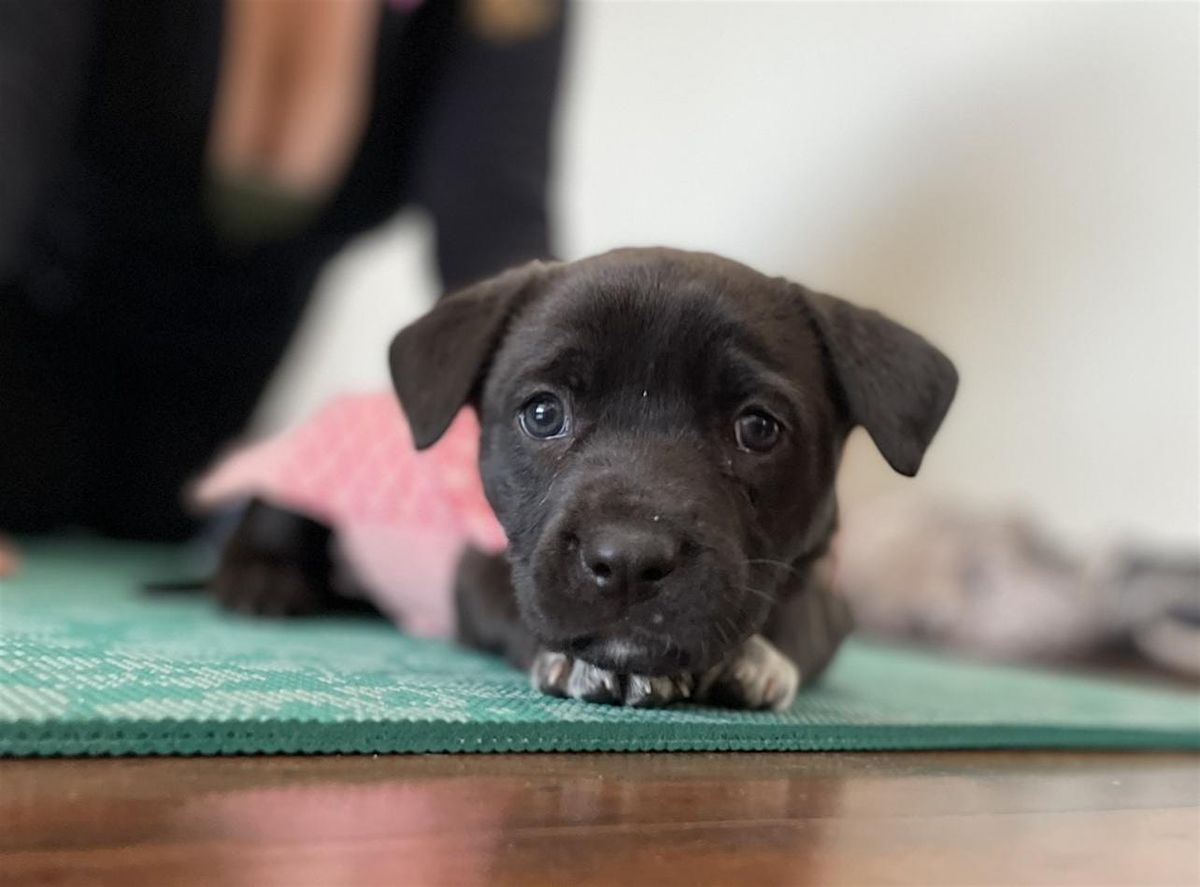 Rescue Puppy Yoga - Boulder Yoga Studio