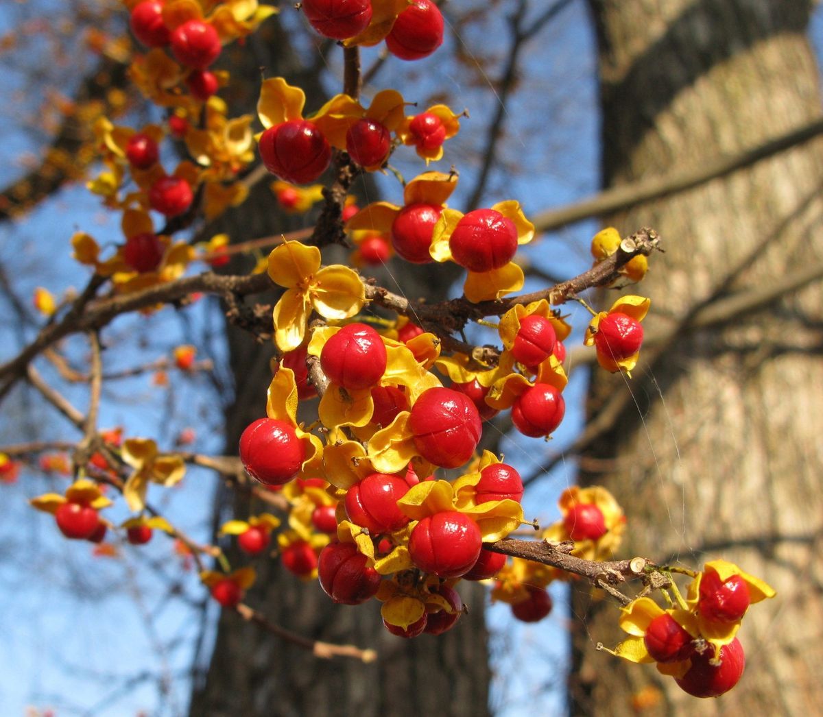 Winter Invasive Hike