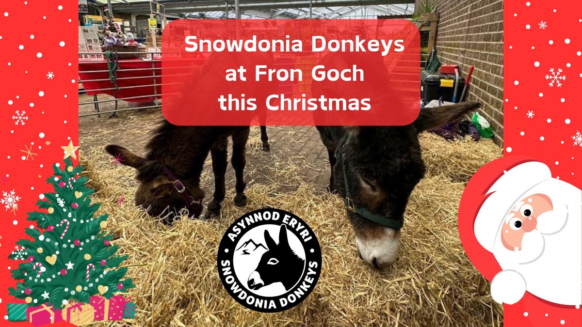 Snowdonia Donkeys at Fron Goch