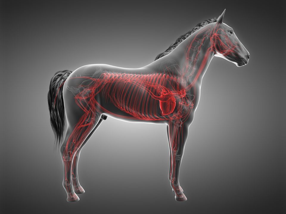Keeping the Equine Engine Healthy - The Heart of the Matter
