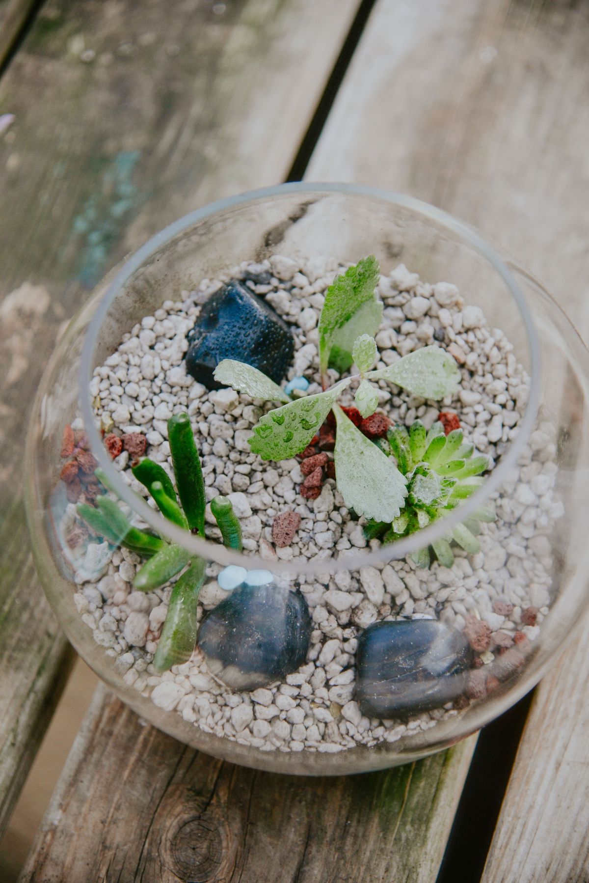 Build Your Own Terrarium 