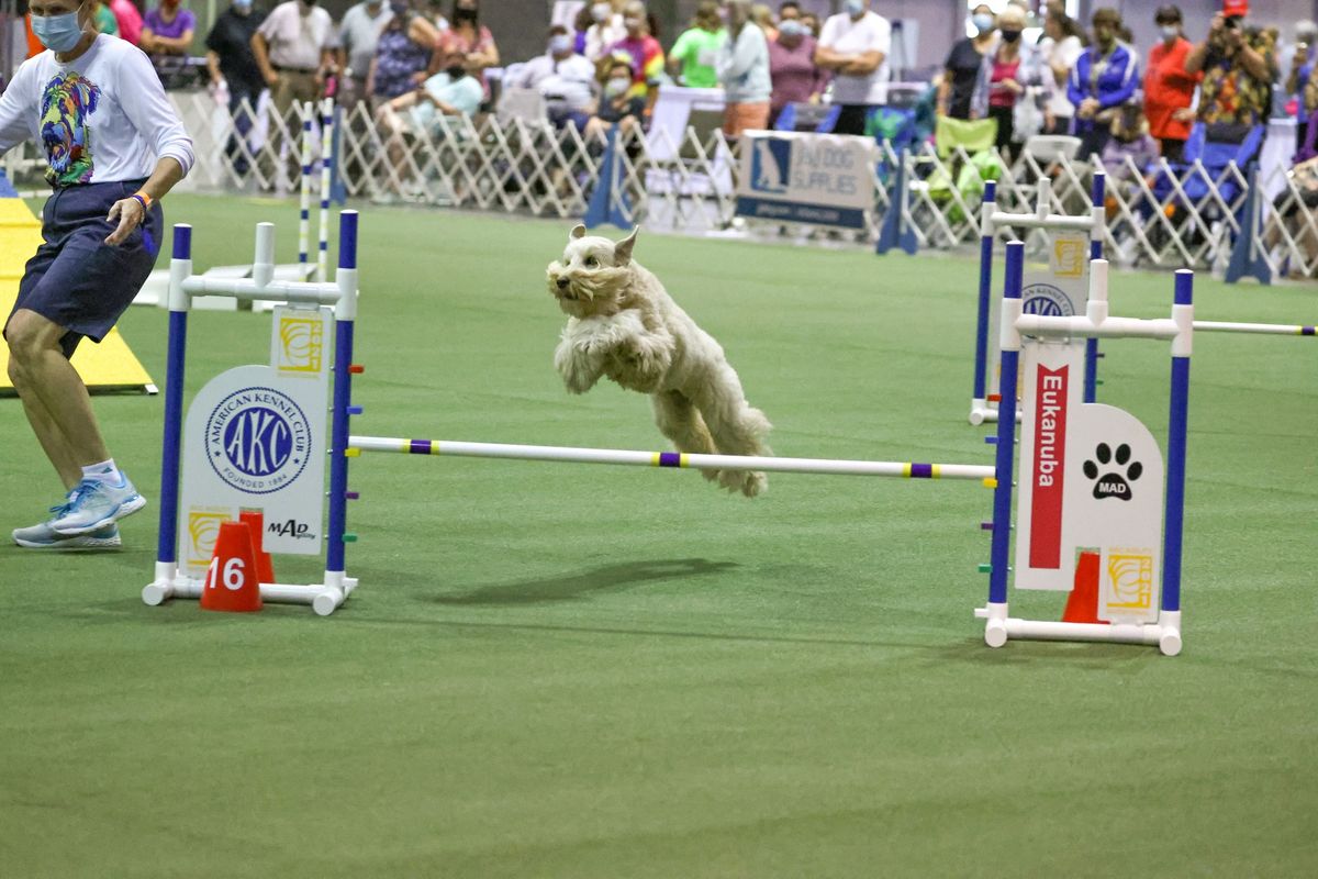 Great American Dog Show 2024, Schaumburg Convention Center, 21 November