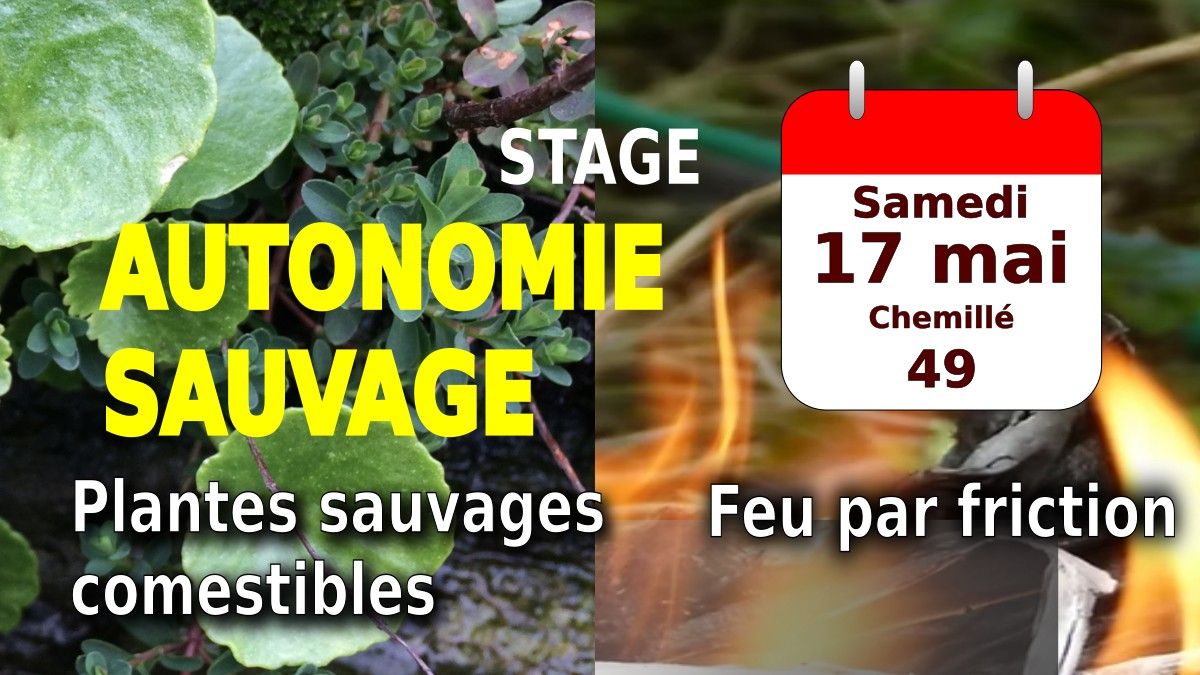 Stage AUTONOMIE SAUVAGE - CUEILLETTE ET CUISINE - FEU PAR FRICTION - 49