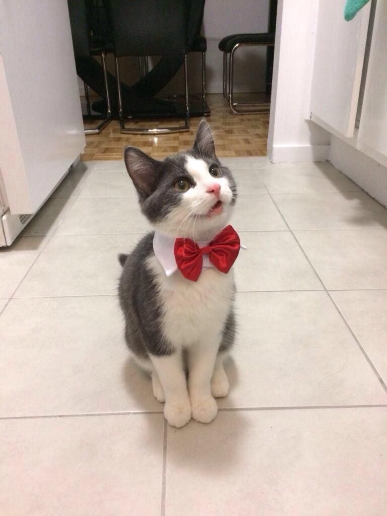 Cats With Bowties