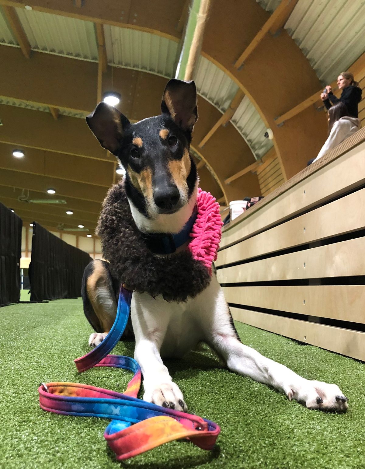 Agility Collie & Sheltie Cup 2024 \/ M\u010cR Bearded Colli\u00ed