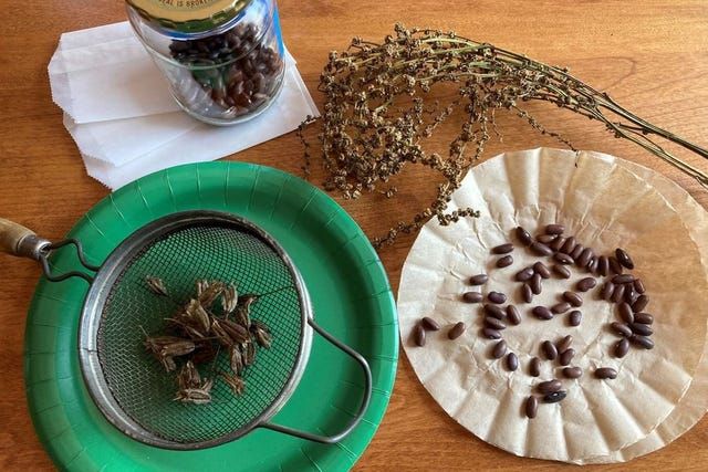 Seed Saving & Storing