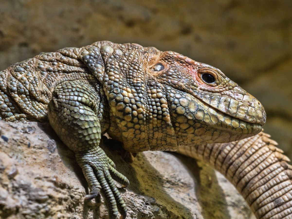 Mid Atlantic Reptile Expo - LEBANON