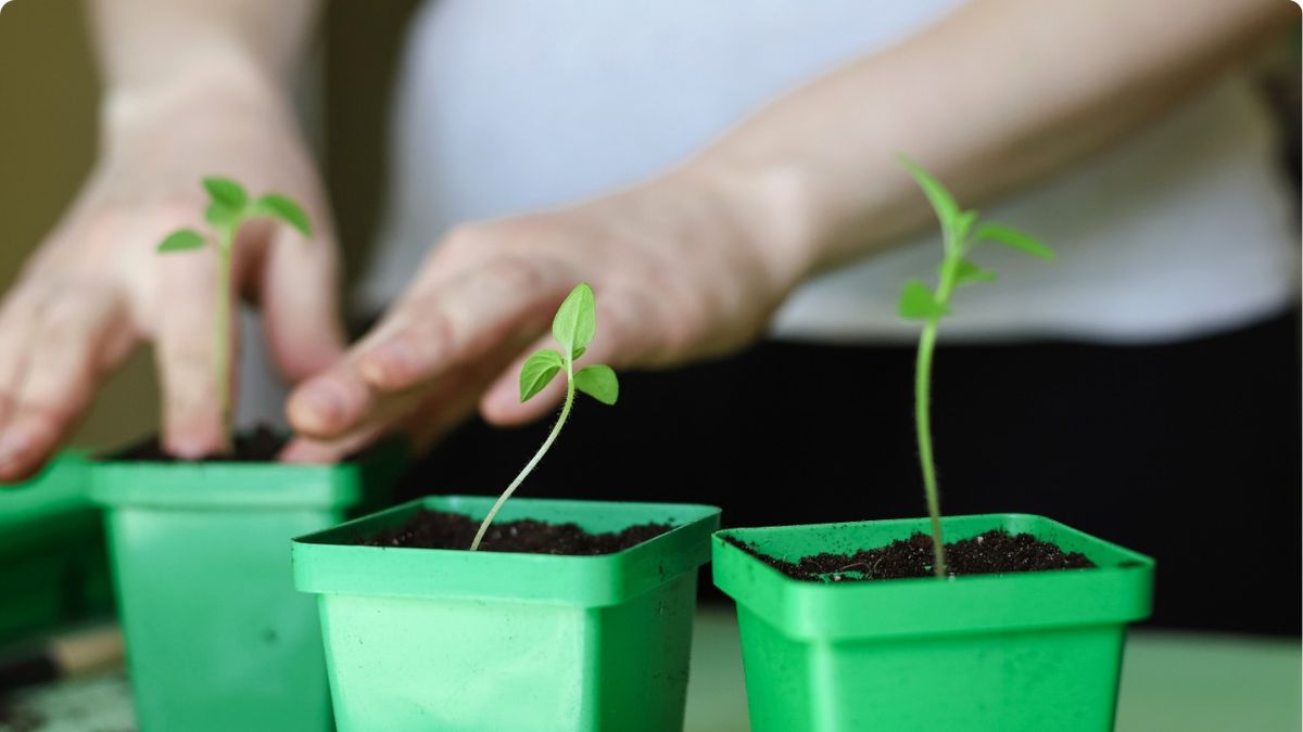 Cycle jardinage au naturel : Semis en pleine terre et semis en godets