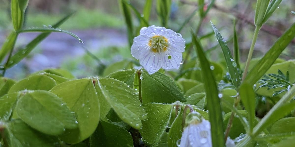 Plant ID and activities for Forest School certificated course E4P