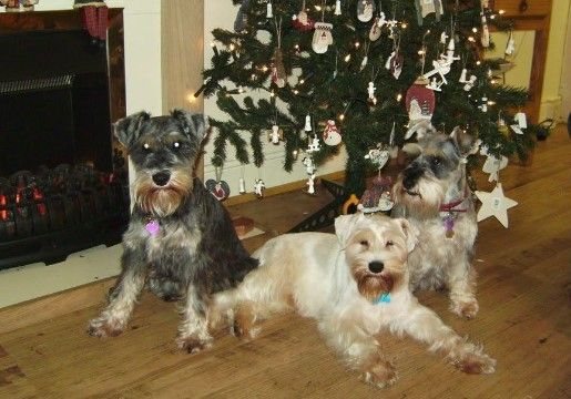 Whangarei Schnauzers Meet - Christmas Special