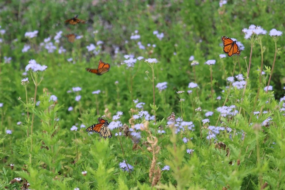 Full Circle Native Plant Sale