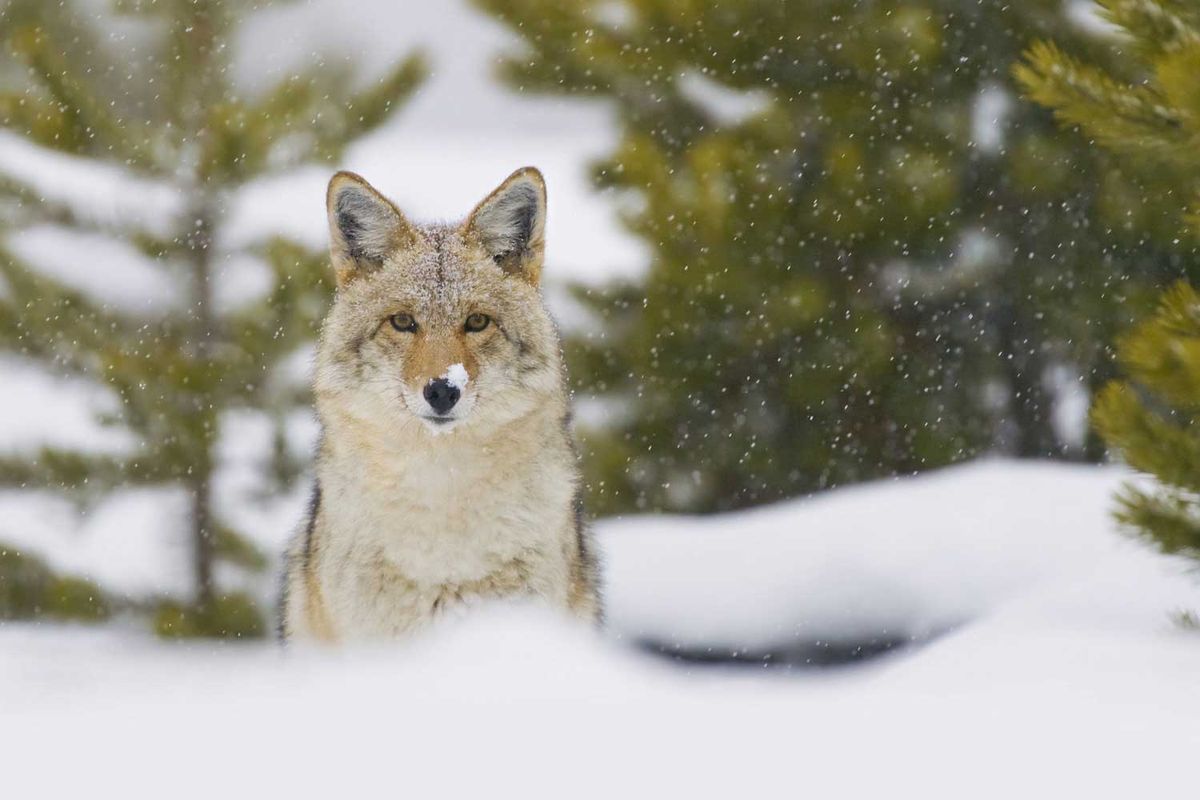 Coyotes Among Us Hike and Fire